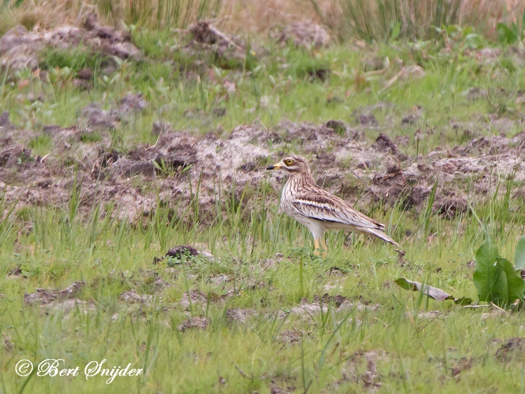 Stone Curlew Bird Hide BSP2 Portugal