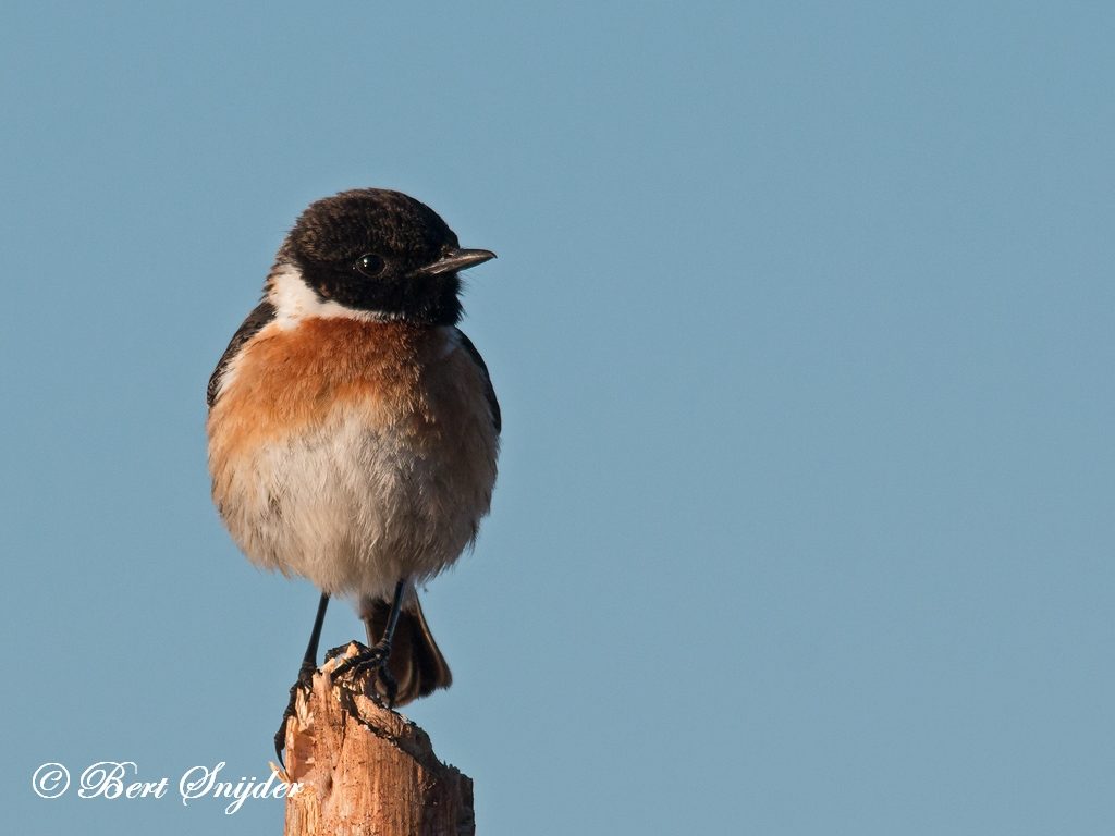 Stonechat Bird Hide BSP3 Portugal