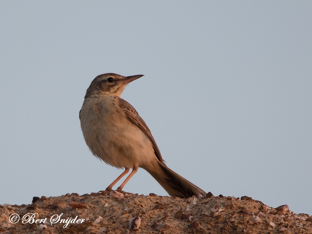 Tawny Pipit Bird Hide BSP6 Portugal