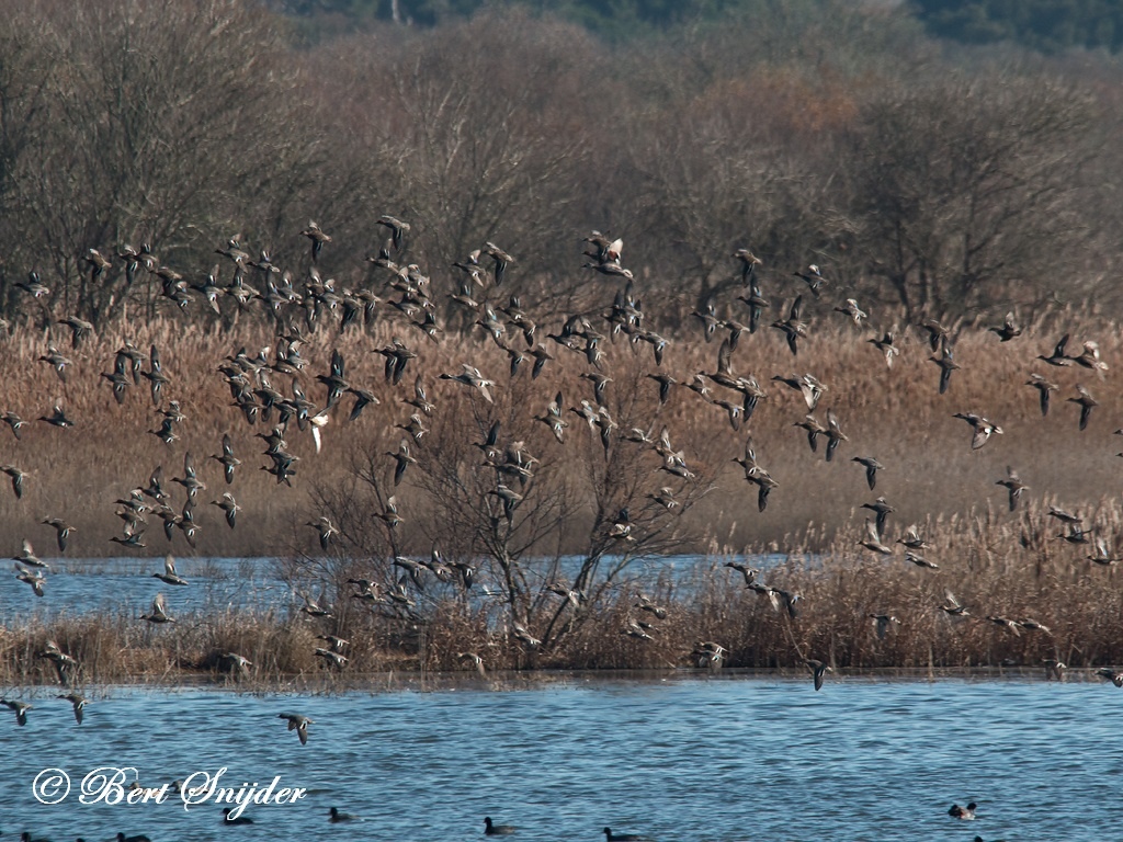 Teal Bird Hide BSP2 Portugal