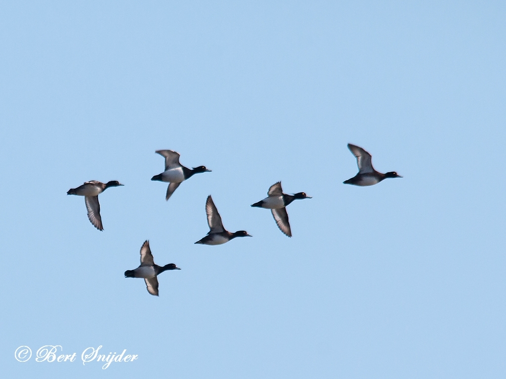 Tufted Duck Bird Hide BSP2 Portugal