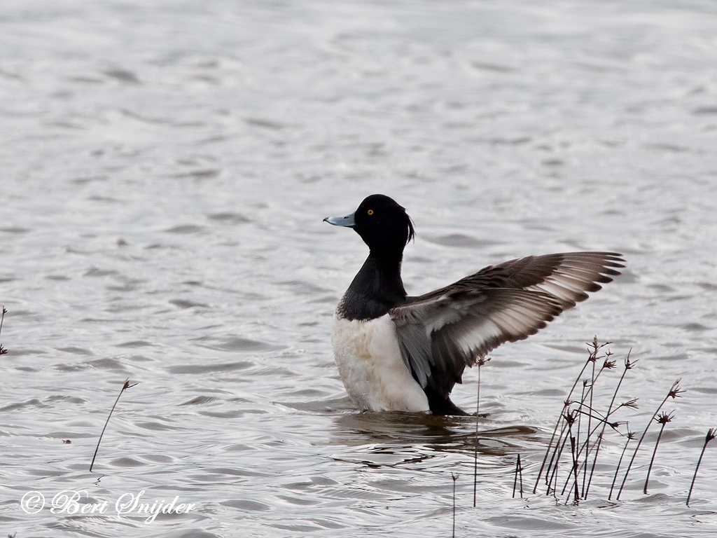 Tufted Duck Bird Hide BSP2 Portugal