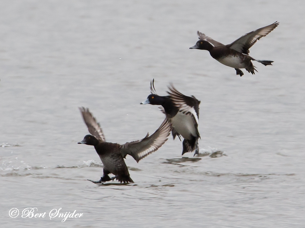 Tufted Duck Bird Hide BSP2 Portugal