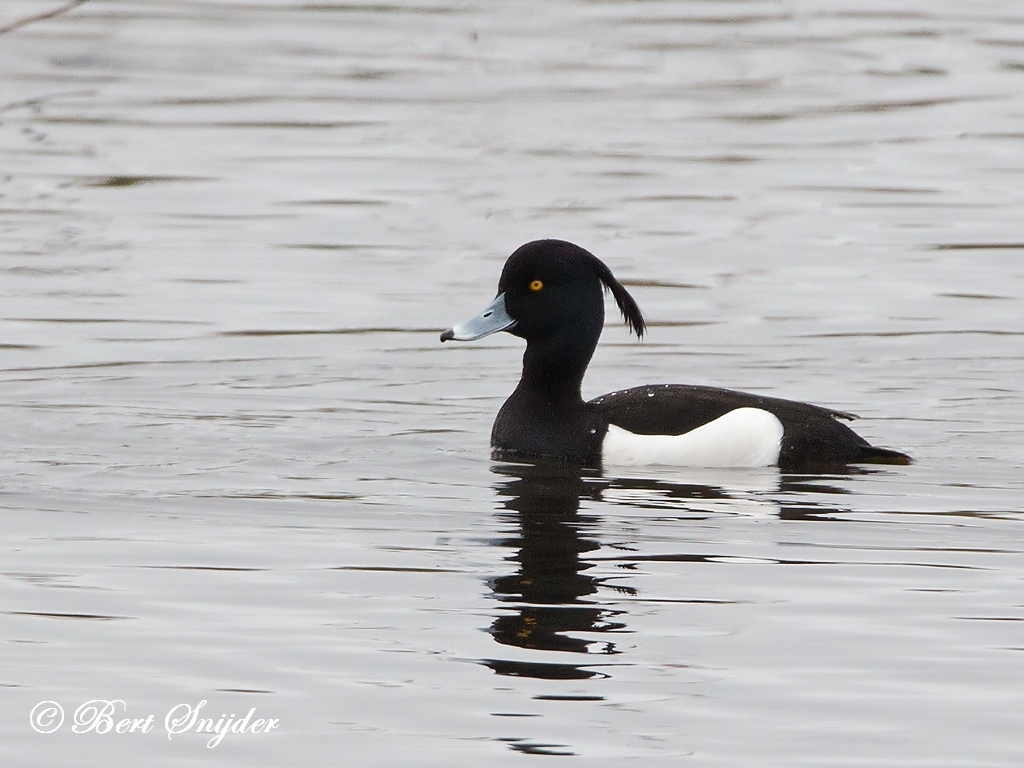 Tufted Duck Bird Hide BSP2 Portugal