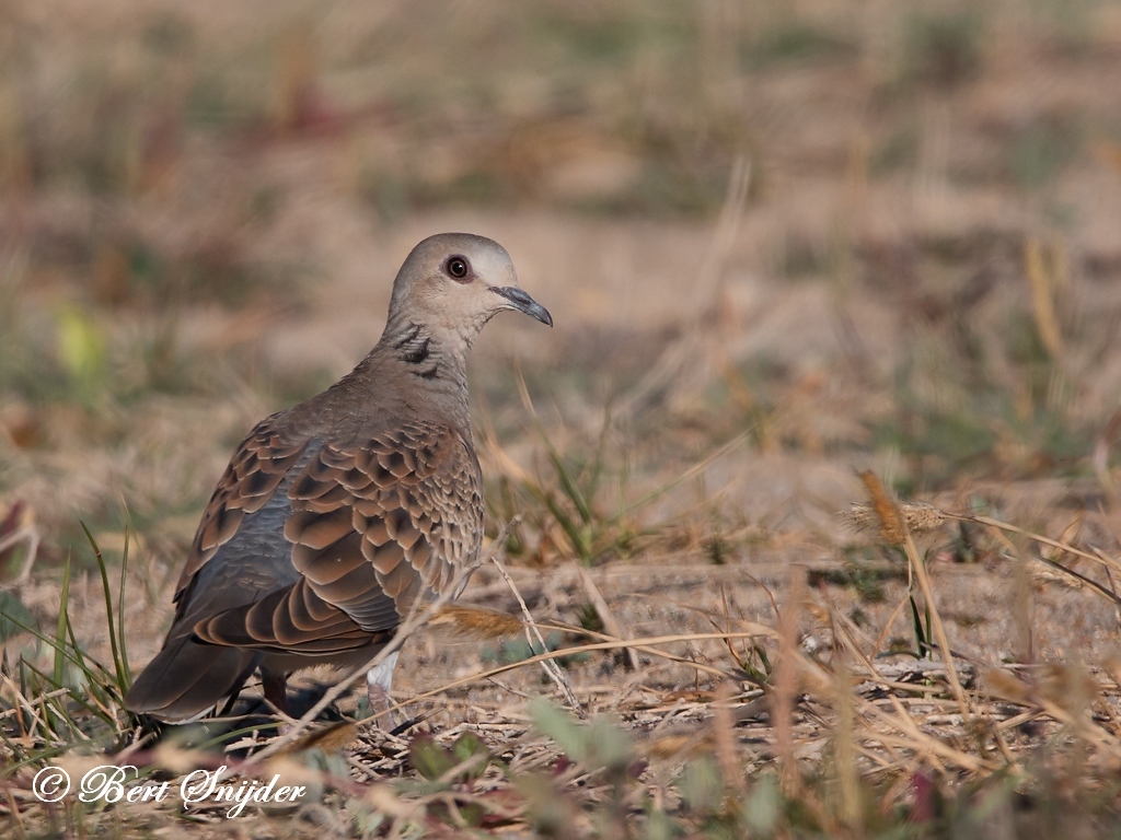 Turtle Dove Bird Hide BSP3 Portugal