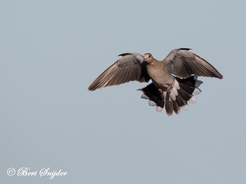 Turtle Dove Bird Hide BSP3 Portugal