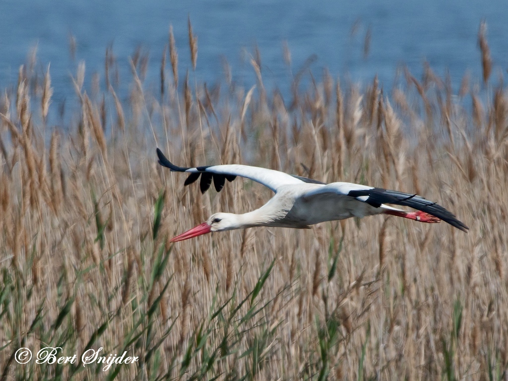 White Stork Bird Hide BSP2 Portugal