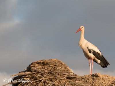 White Stork Bird Hide BSP6 Portugal