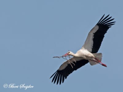 White Stork Bird Hide BSP2 Portugal
