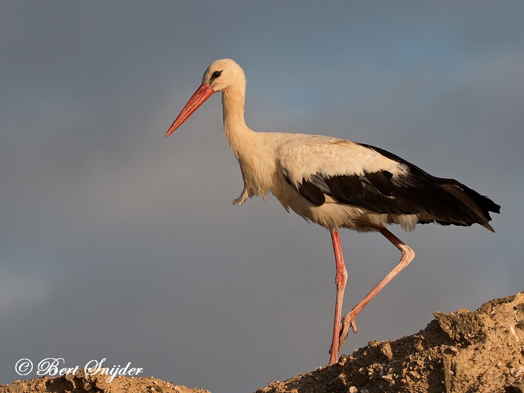 White Stork Bird Hide BSP6 Portugal