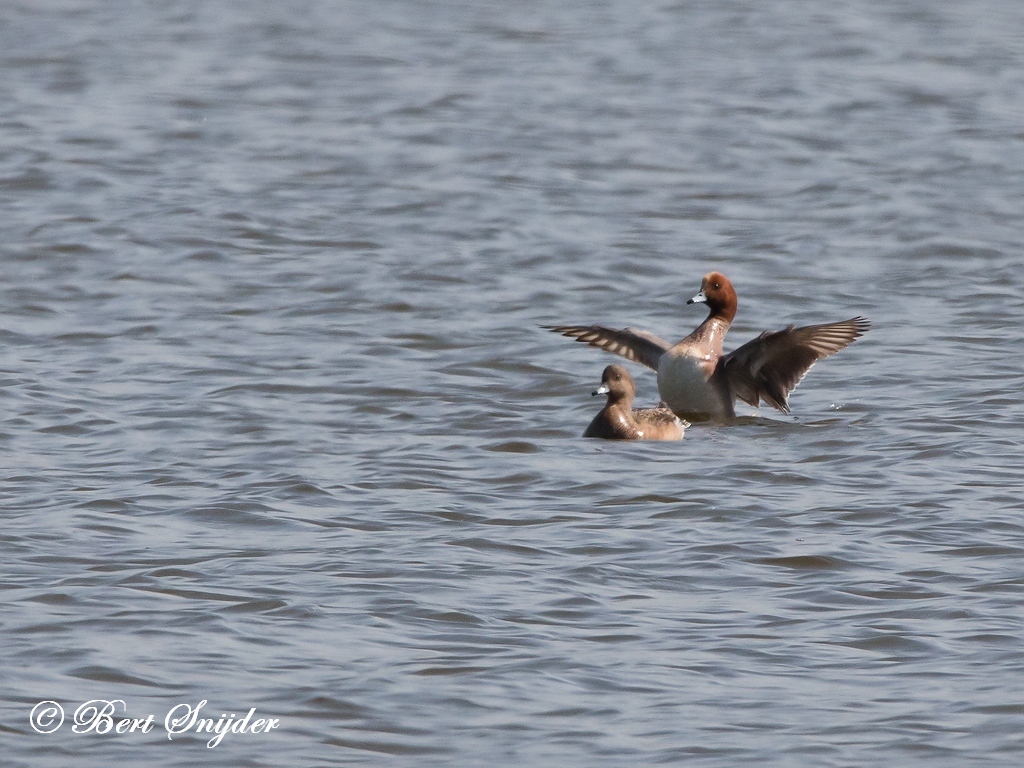 Wigeon Bird Hide BSP2 Portugal