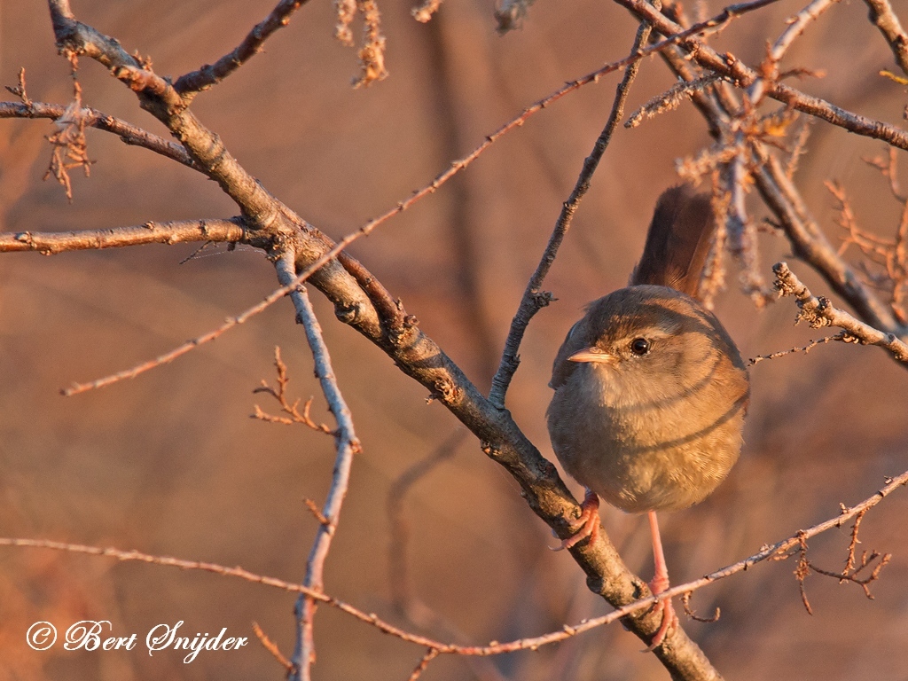 Wren Bird Hide BSP2 Portugal