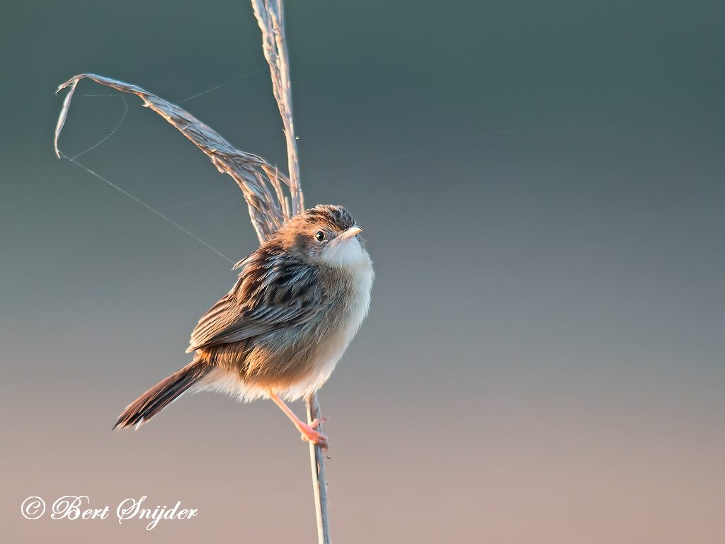 Zitting Cisticola Bird Hide BSP3 Portugal