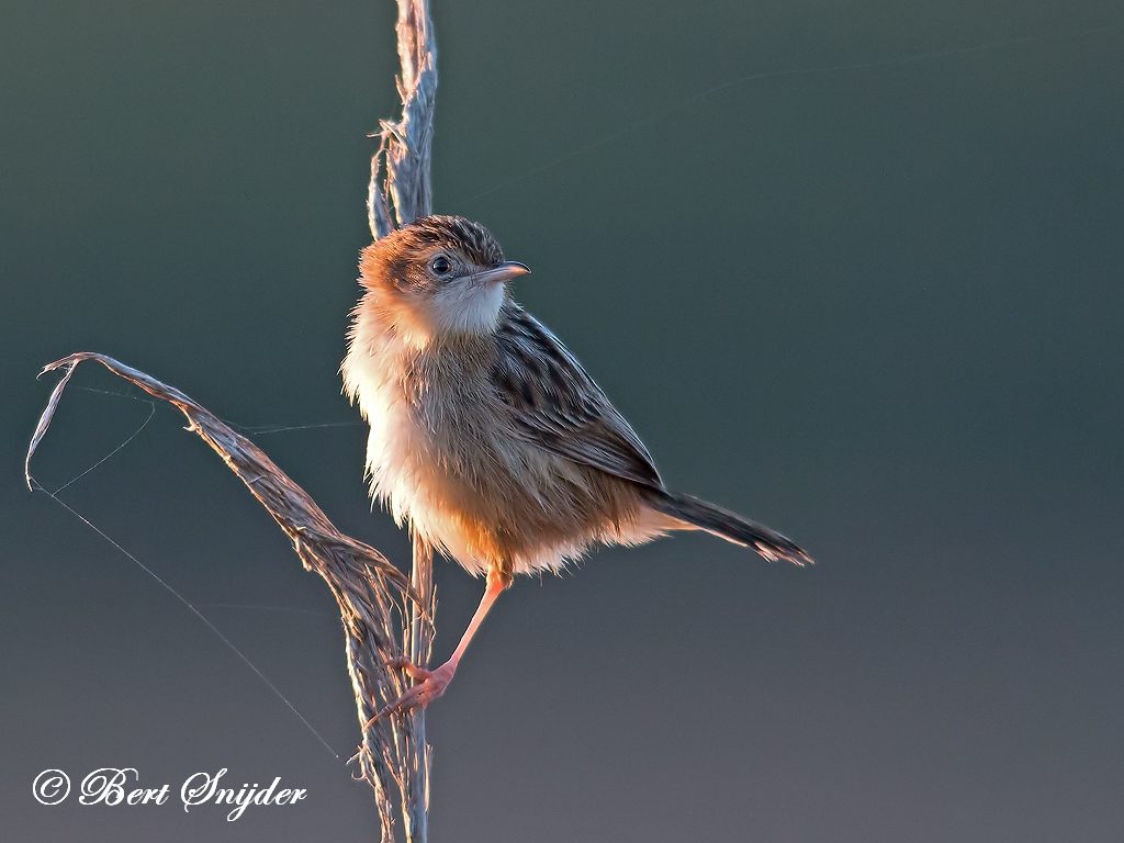 Zitting Cisticola Bird Hide BSP3 Portugal