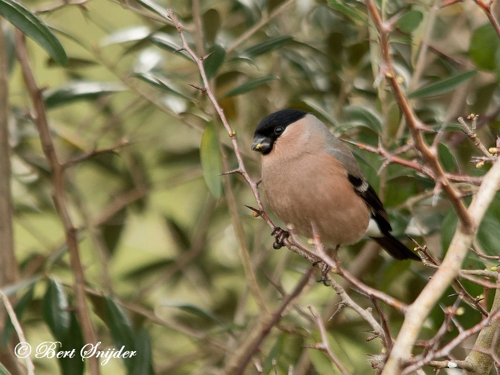 Bullfinch Birding Portugal