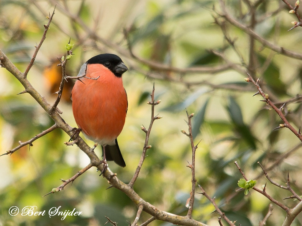 Bullfinch Birding Portugal