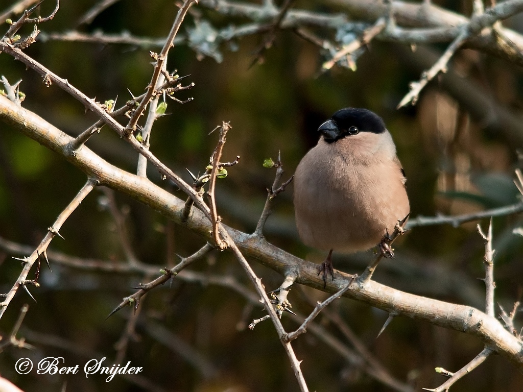 Bullfinch Birding Portugal