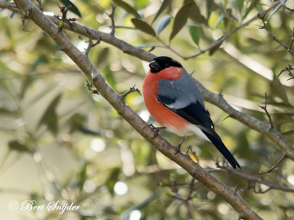 Bullfinch Birding Portugal