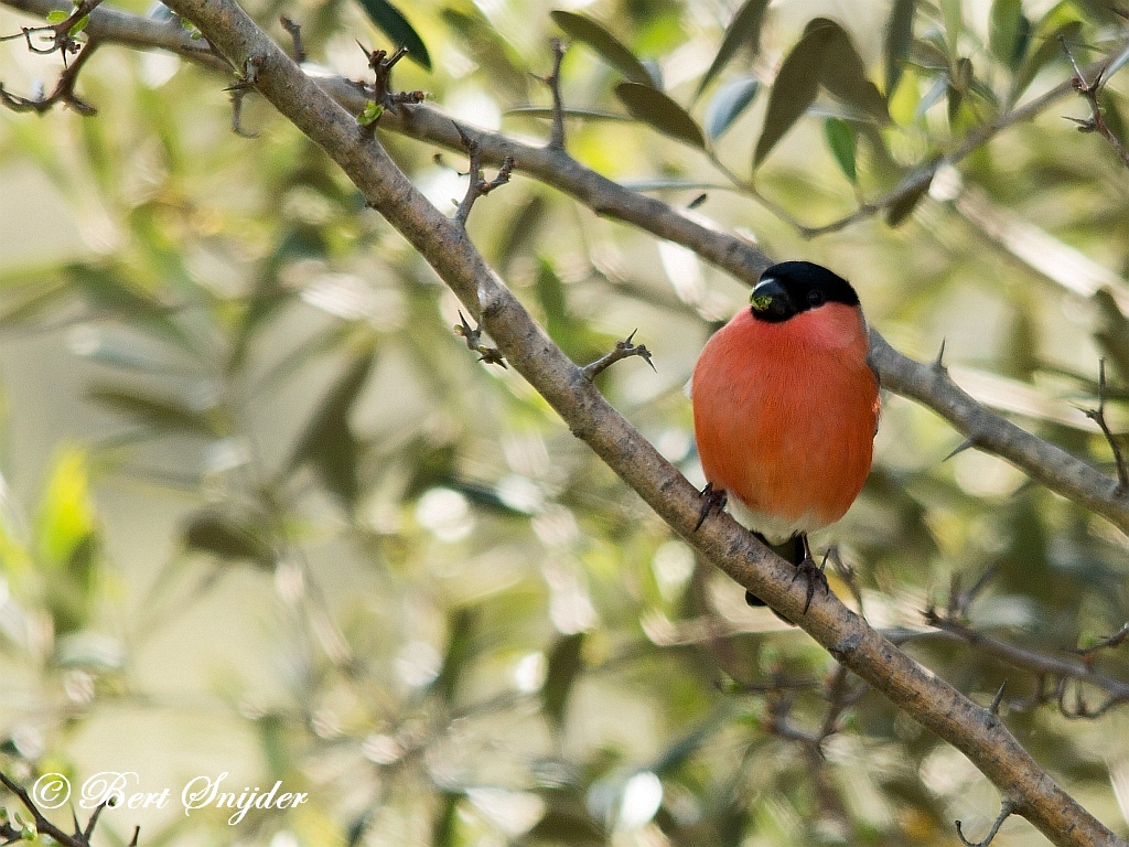 Bullfinch Birding Portugal