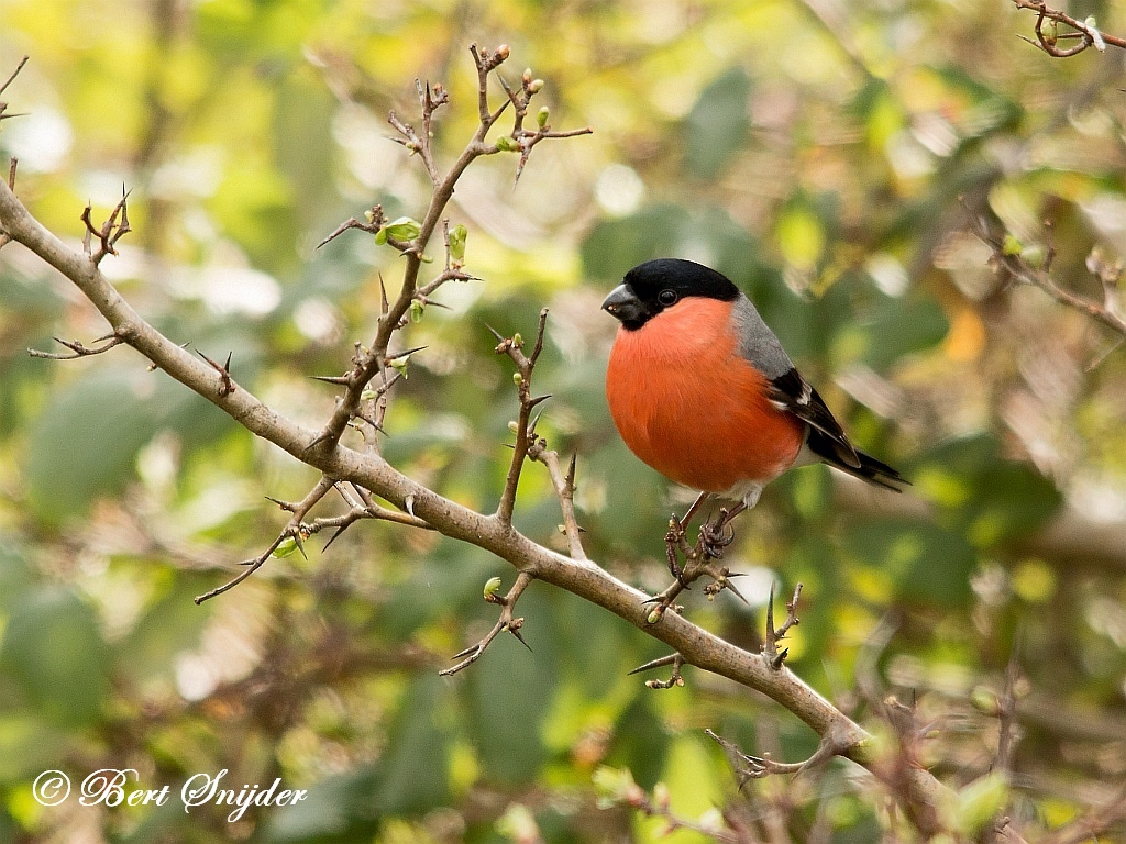 Bullfinch Birding Portugal