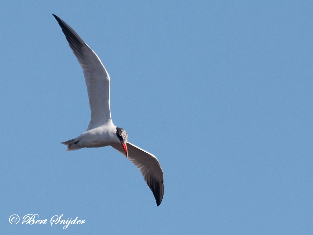 Caspian Tern Birding Portugal