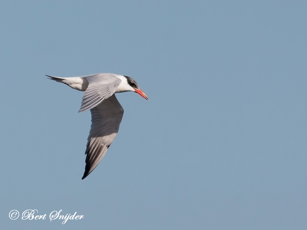 Caspian Tern Birding Portugal