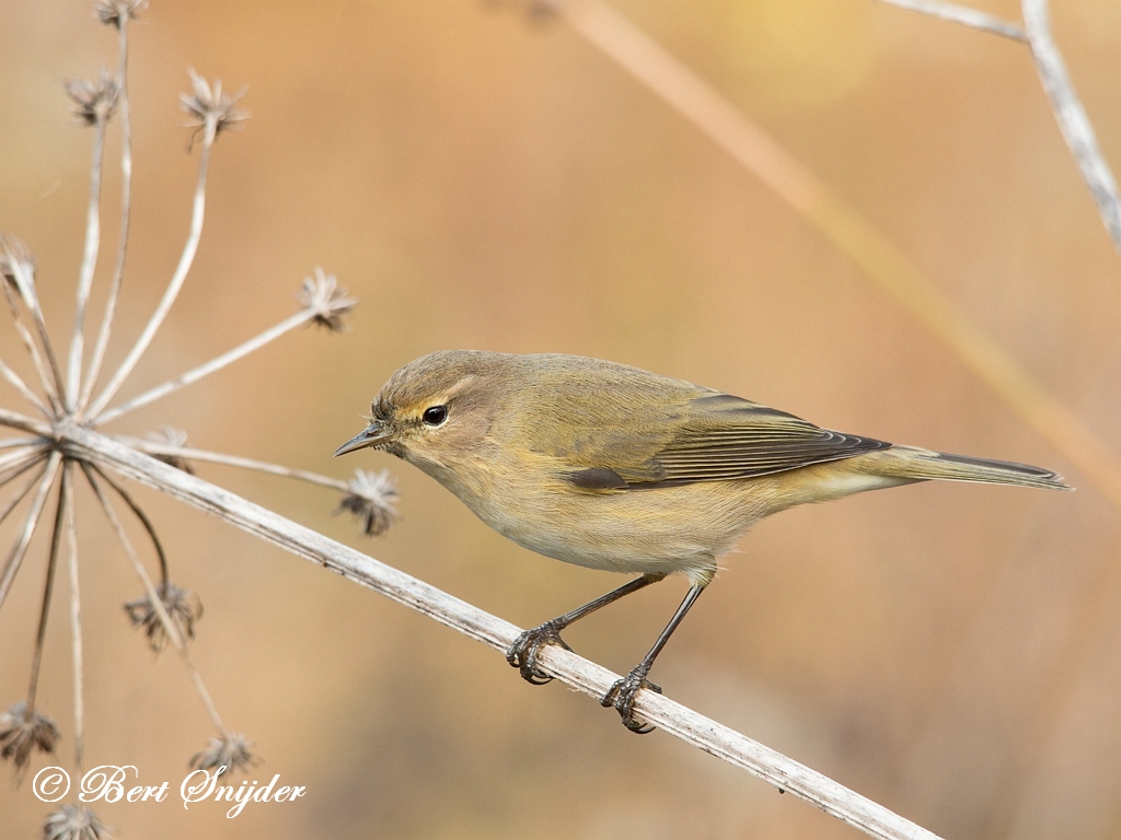 Chiffchaff Birding Portugal