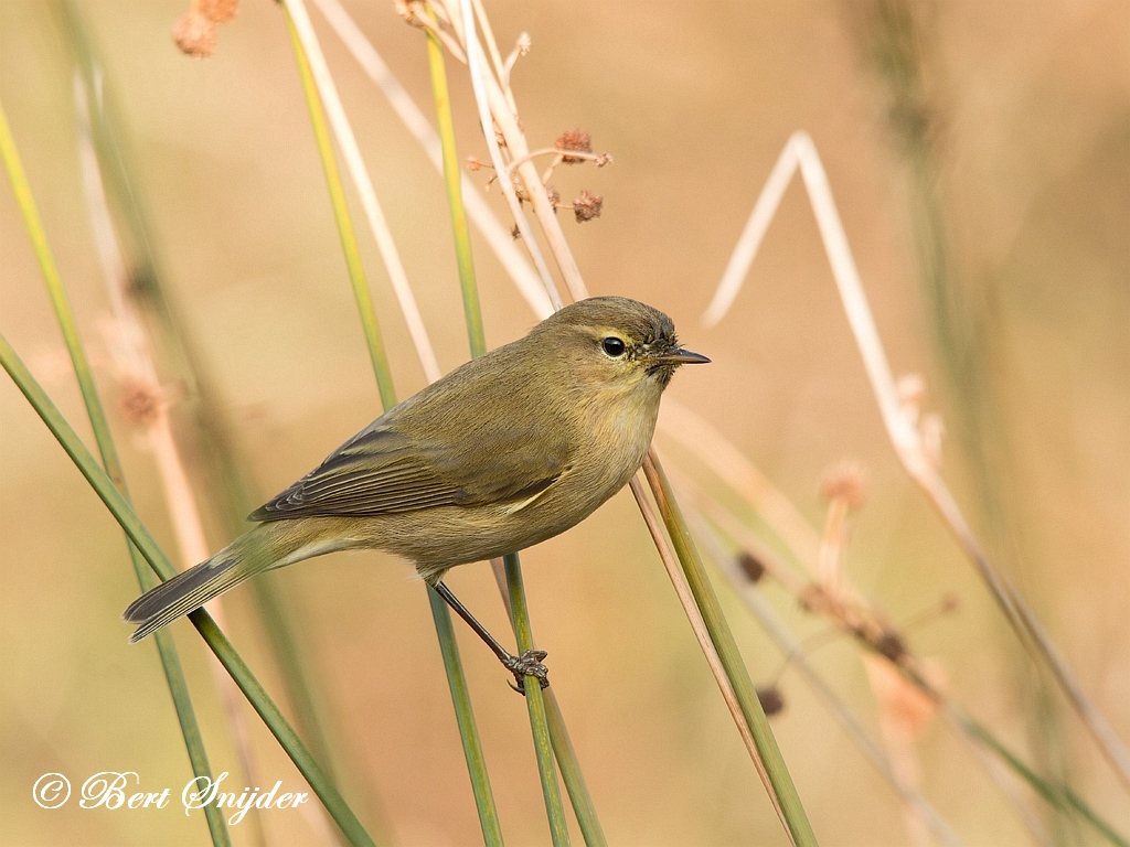 Chiffchaff Birding Portugal