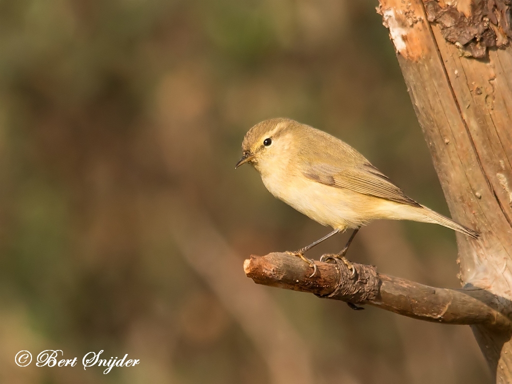 Chiffchaff Birding Portugal