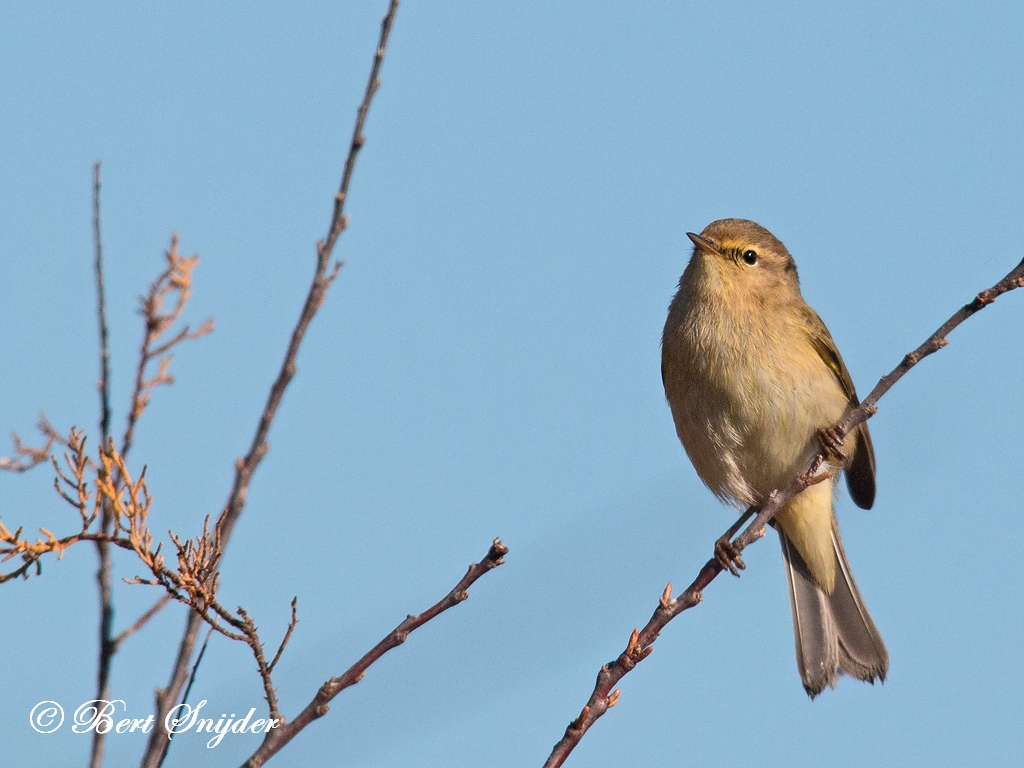 Chiffchaff Birding Portugal