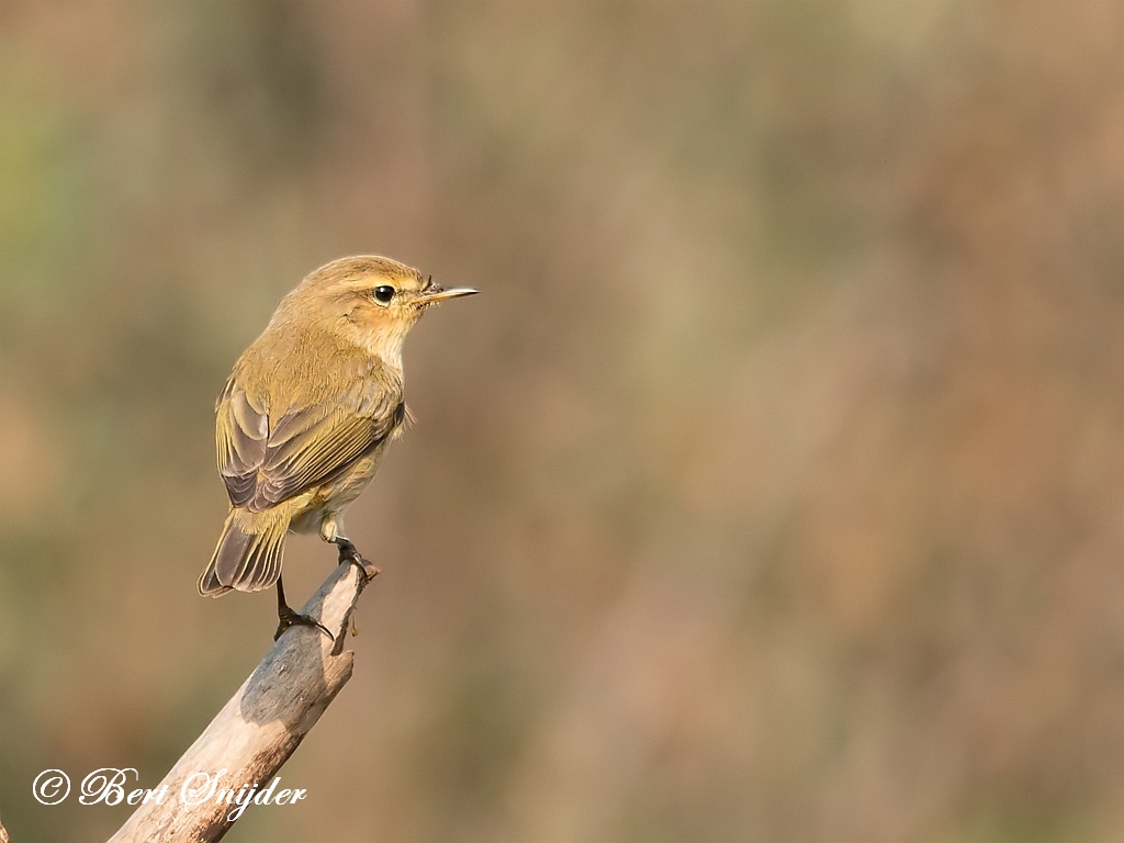 Chiffchaff Birding Portugal