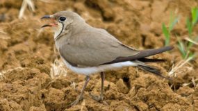 Collared Pratincole Birding Portugal