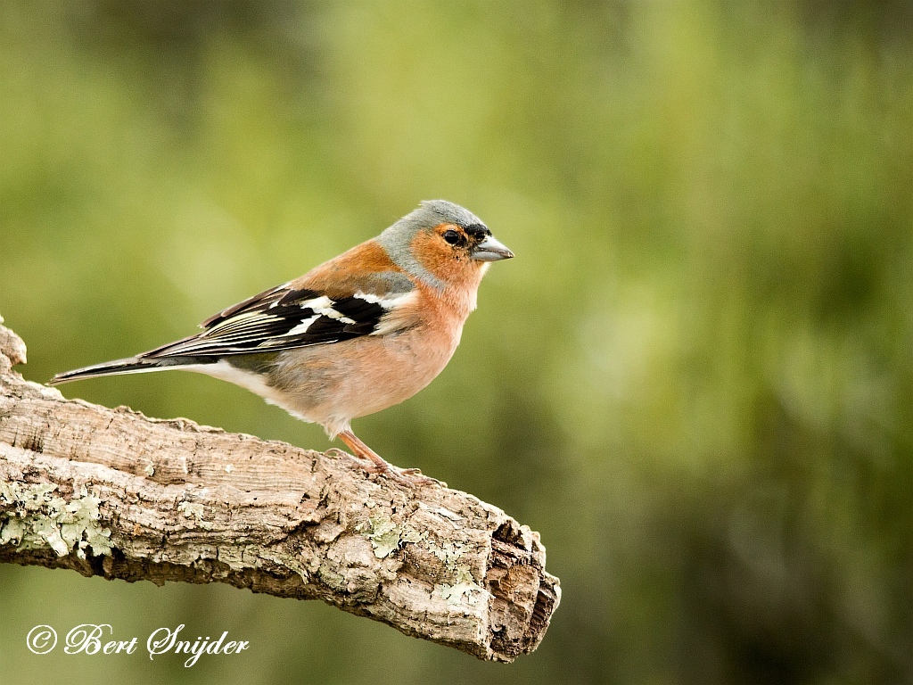 Common Chaffinch Birding Portugal