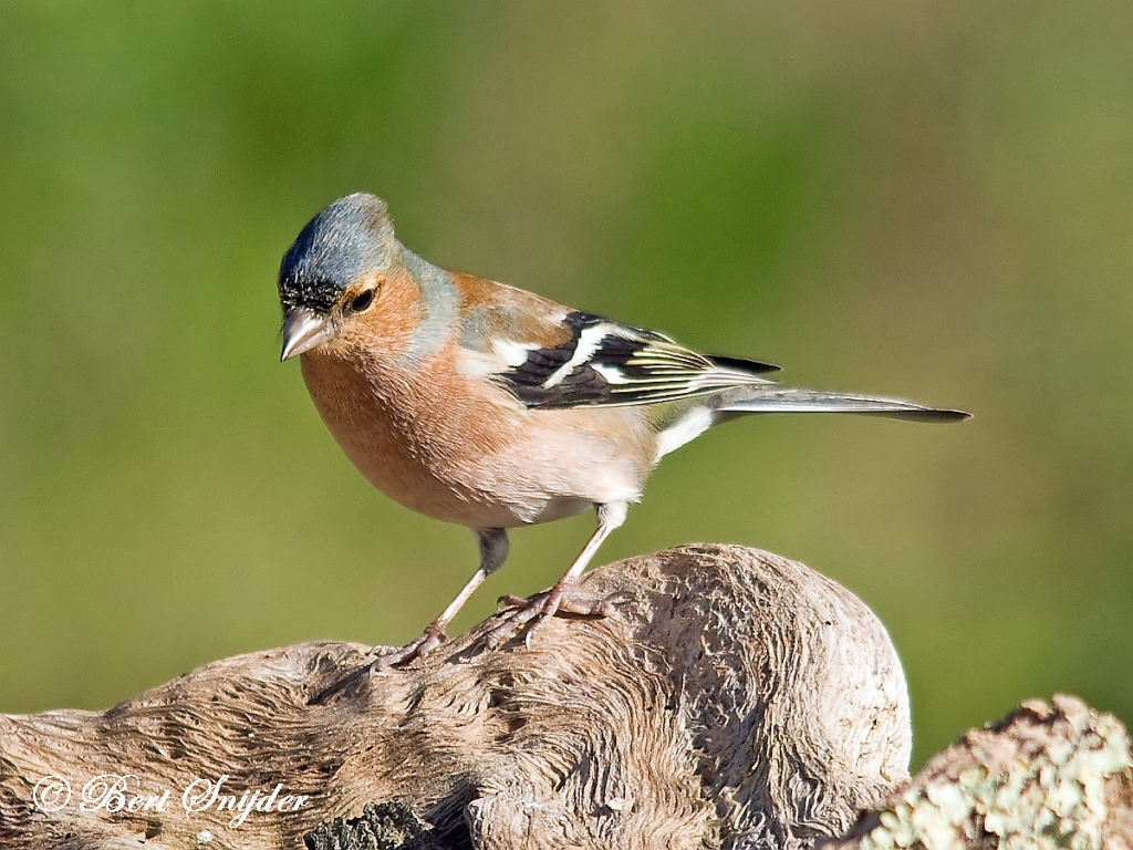 Common Chaffinch Birding Portugal