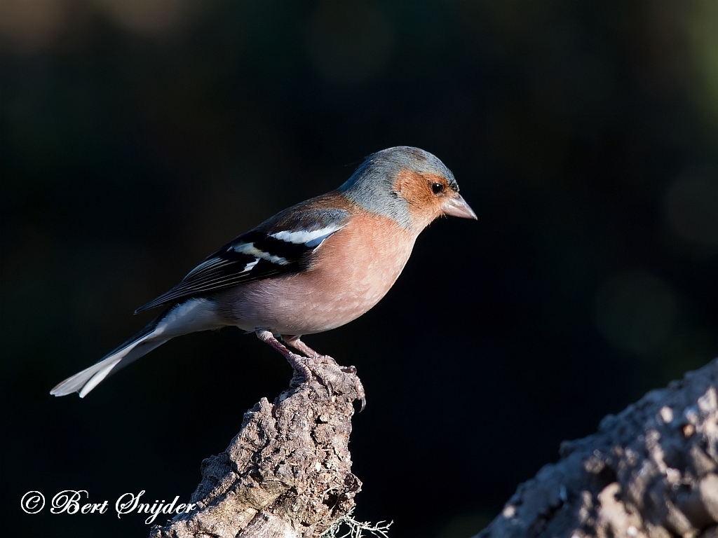 Common Chaffinch Birding Portugal