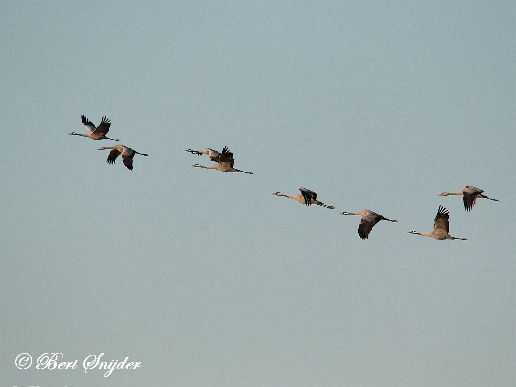 Common Crane Birding Portugal