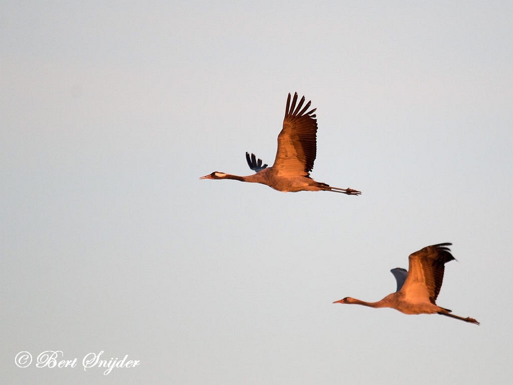 Common Crane Birding Portugal