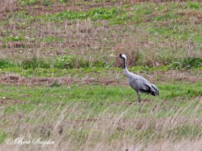 Common Crane Birding Portugal