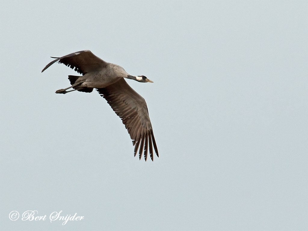 Common Crane Birding Portugal