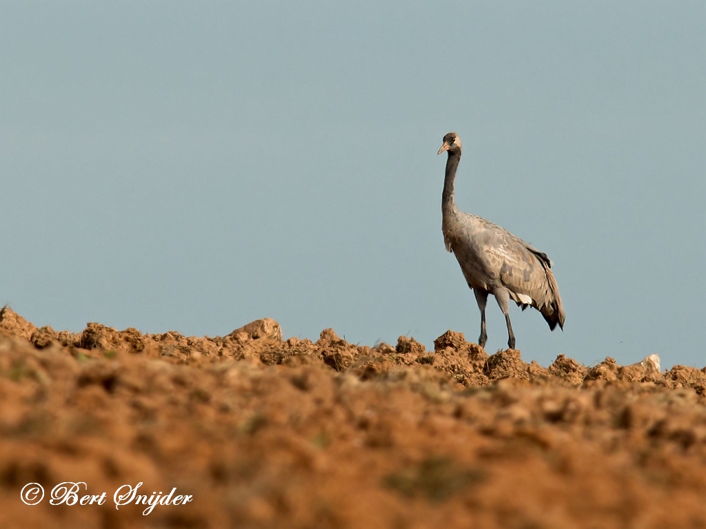 Common Crane Birding Portugal