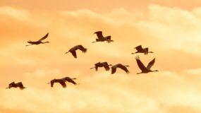 Common Crane Birding Portugal