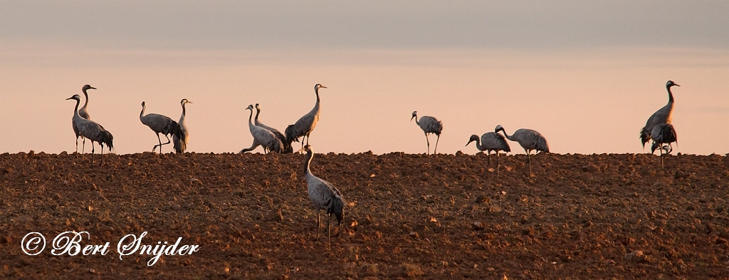 Common Crane Birding Portugal