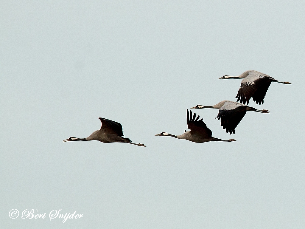 Common Crane Birding Portugal