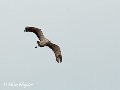 Common Crane Birding Portugal