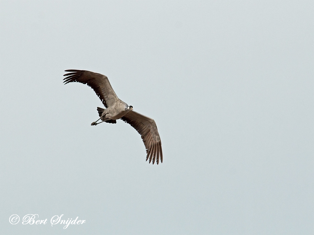 Common Crane Birding Portugal