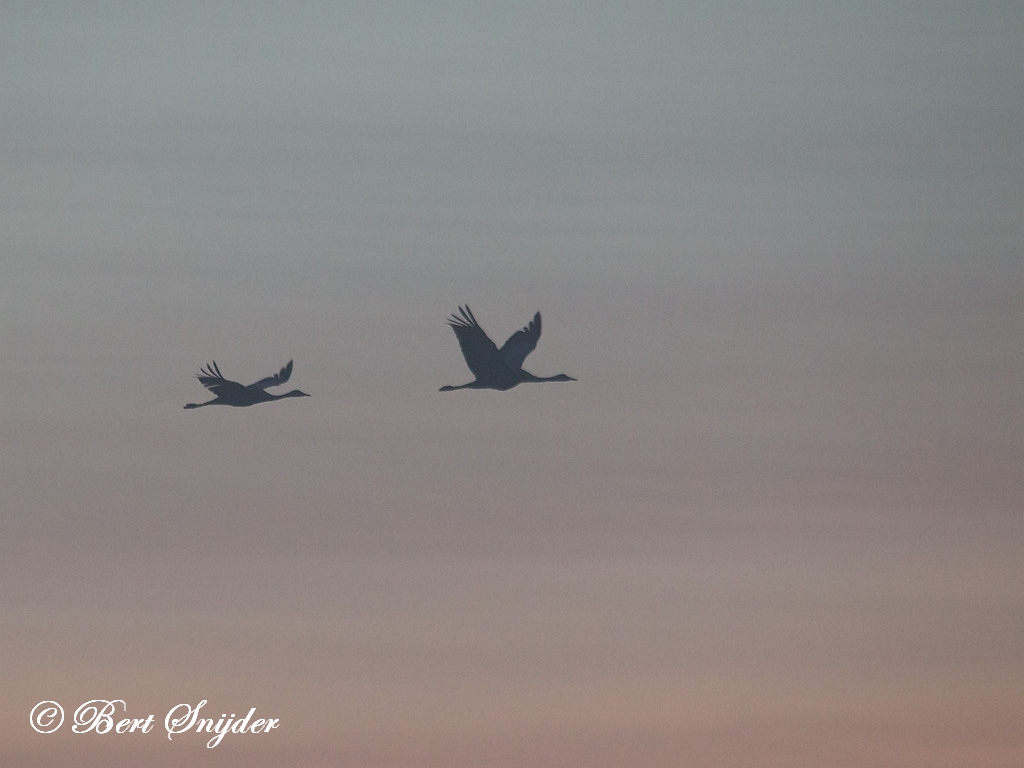 Common Crane Birding Portugal