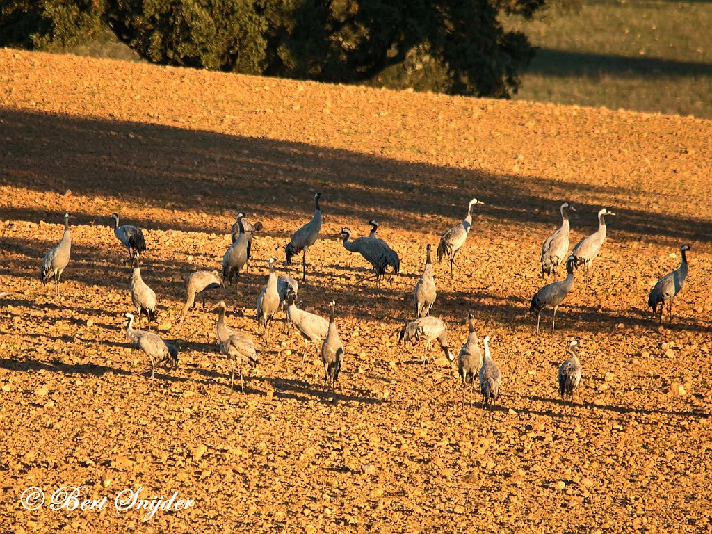 Common Crane Birding Portugal