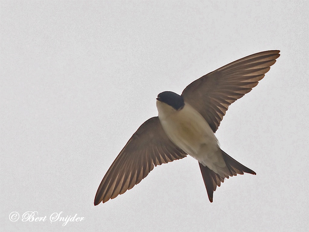  Common House Martin Birding Portugal