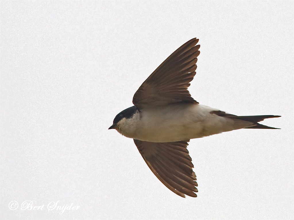 Common House Martin Birding Portugal