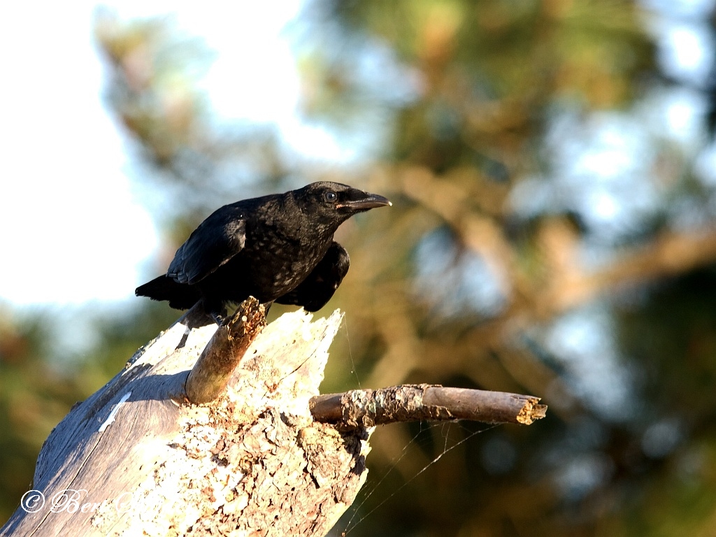 Common Raven Birding Portugal